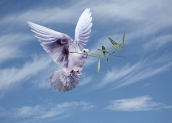 Barış Şiiri – Dr. Hüso